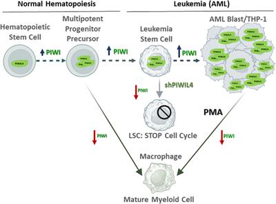 PIWI pathway: bridging acute myeloid leukemia stemness and cellular differentiation